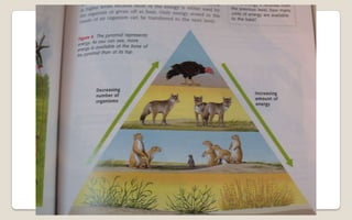 Energy Flow And Succession