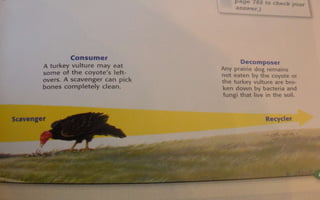 Energy Flow And Succession