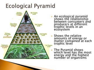    An ecological pyramid
    shows the relationship
    between consumers and
    producers at different
    trophic levels in an
    ecosystem

   Shows the relative
    amounts of energy or
    matter contained at each
    trophic level

   The Pyramid shows
    which level has the most
    energy and the highest
    number of organisms
 