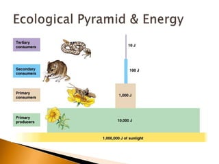 Energy flow (bd mod)