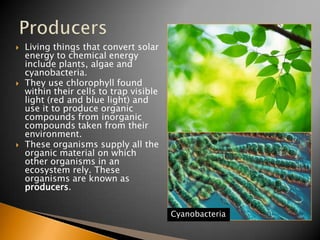    Living things that convert solar
    energy to chemical energy
    include plants, algae and
    cyanobacteria.
   They use chlorophyll found
    within their cells to trap visible
    light (red and blue light) and
    use it to produce organic
    compounds from inorganic
    compounds taken from their
    environment.
   These organisms supply all the
    organic material on which
    other organisms in an
    ecosystem rely. These
    organisms are known as
    producers.

                                         Cyanobacteria
 