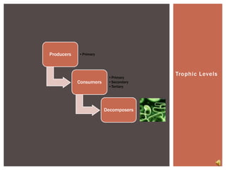 Trophic Levels