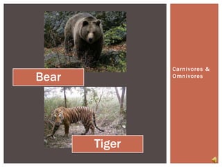 Carnivores & Omnivores