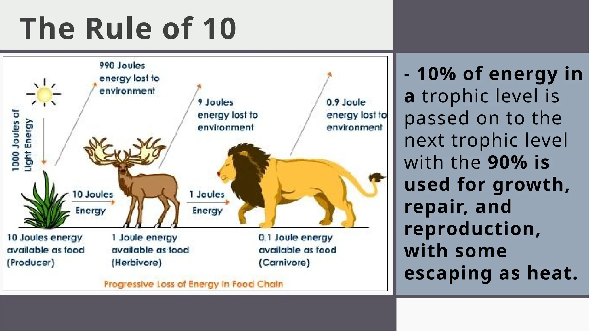 The Rule of 10
- 10% of energy in
a trophic level is
passed on to the
next trophic level
with the 90% is
used for growth,
repair, and
reproduction,
with some
escaping as heat.
 