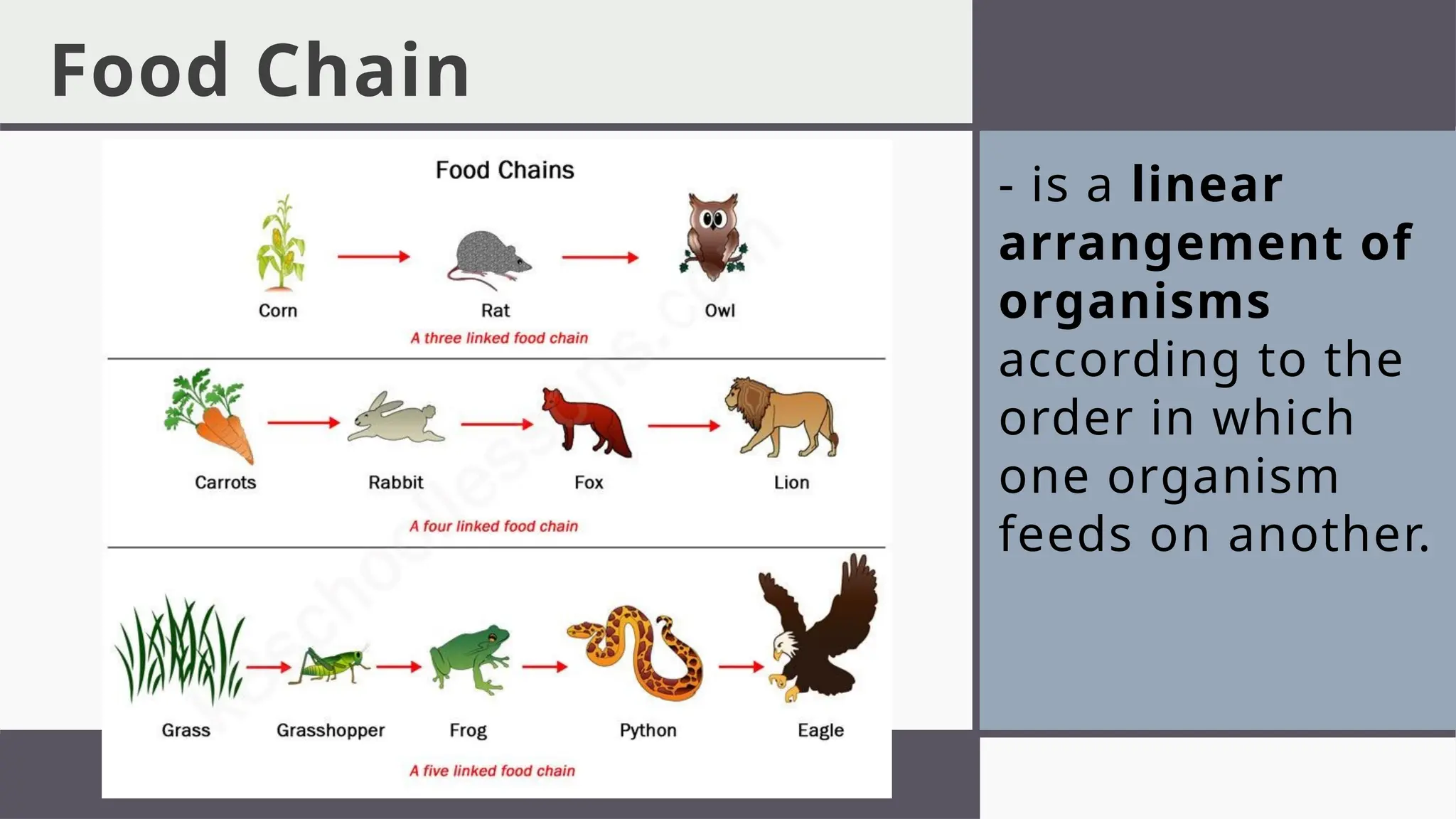 Food Chain
- is a linear
arrangement of
organisms
according to the
order in which
one organism
feeds on another.
 