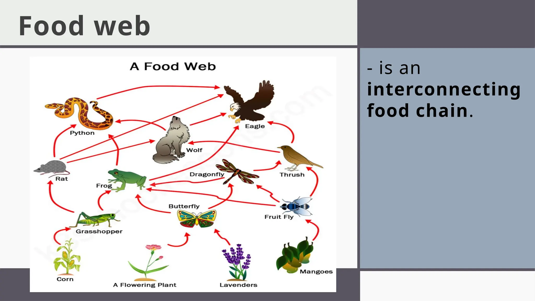 Food web
- is an
interconnecting
food chain.
 