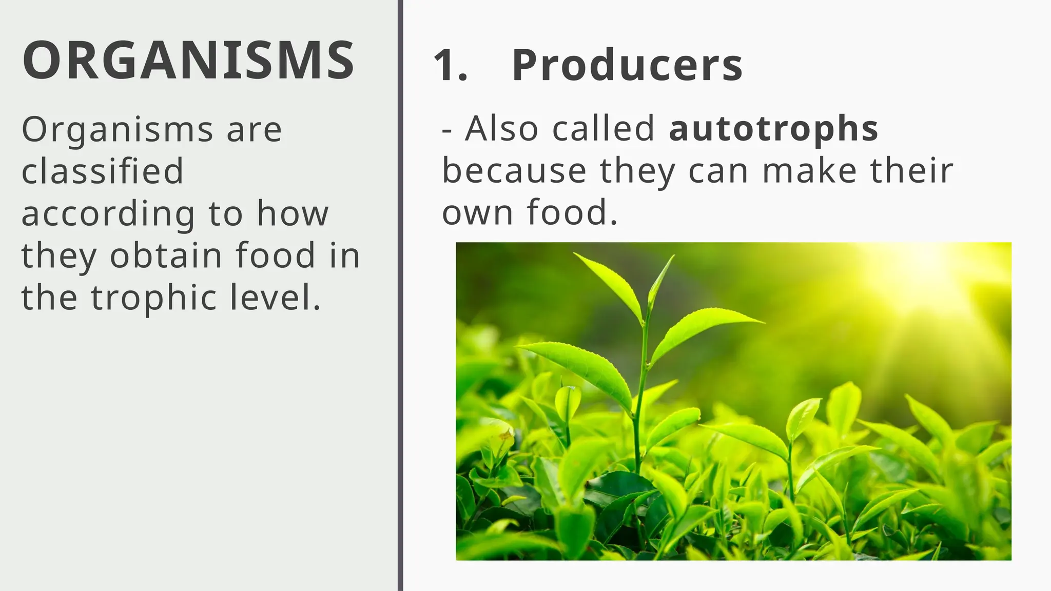 ORGANISMS
Organisms are
classified
according to how
they obtain food in
the trophic level.
1. Producers
- Also called autotrophs
because they can make their
own food.
 