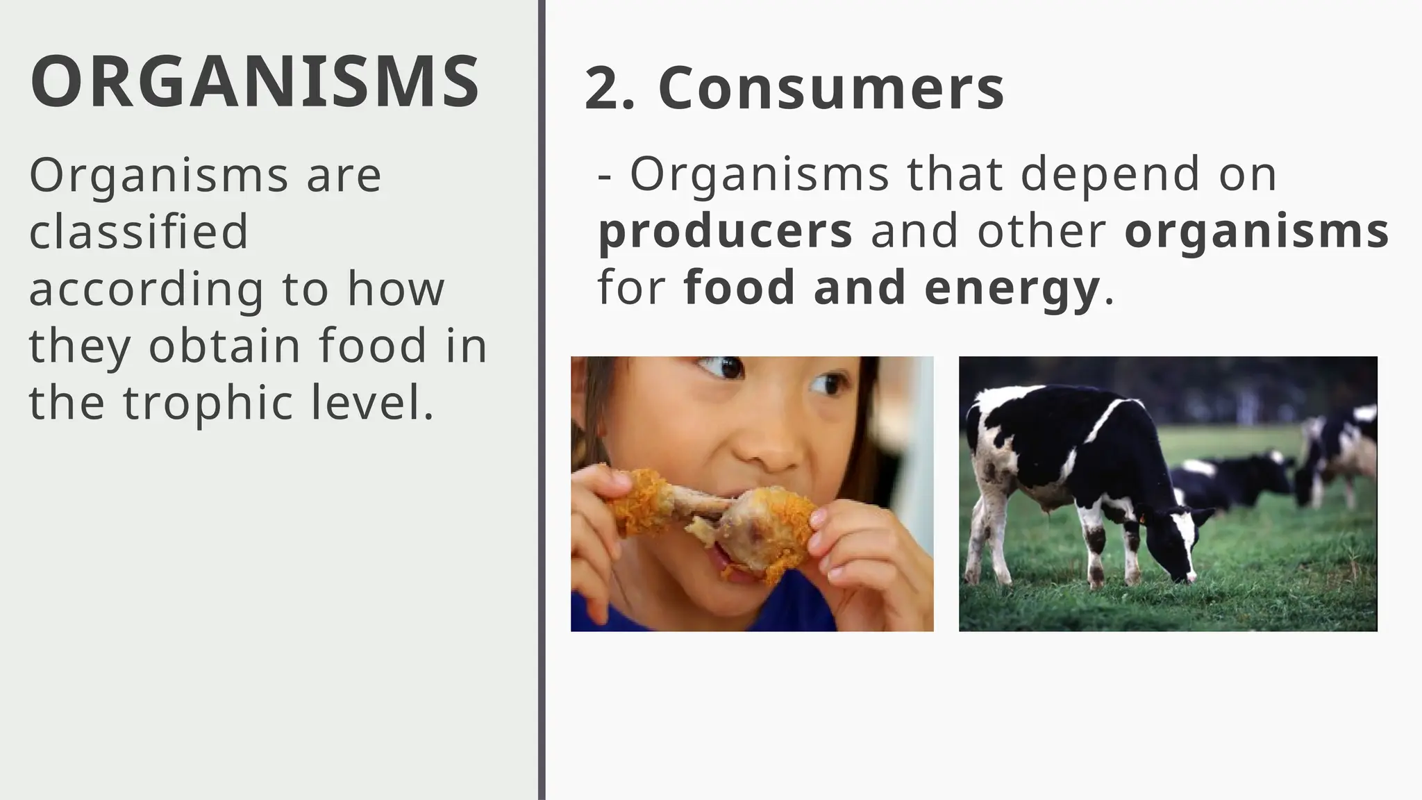 ORGANISMS
Organisms are
classified
according to how
they obtain food in
the trophic level.
2. Consumers
- Organisms that depend on
producers and other organisms
for food and energy.
 