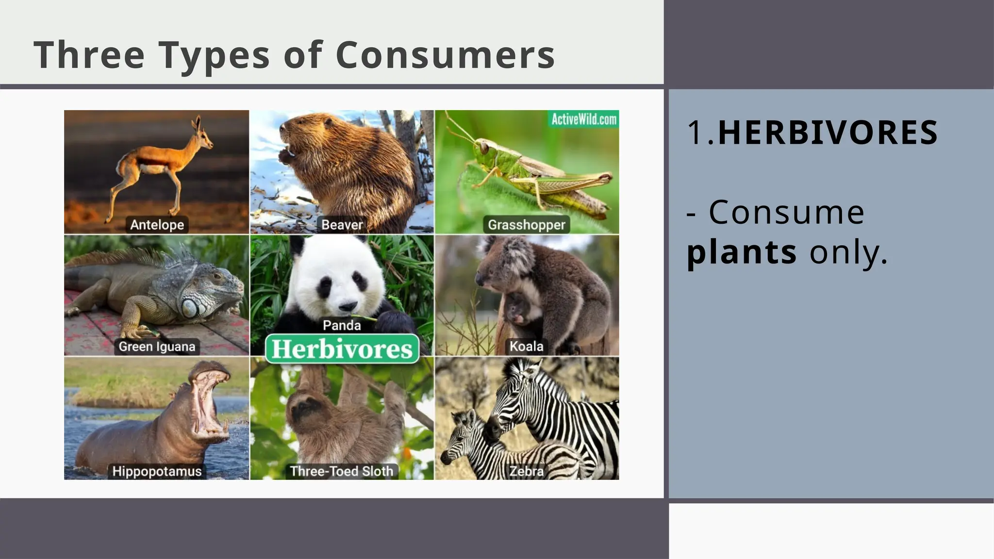 1.HERBIVORES
- Consume
plants only.
Three Types of Consumers
 
