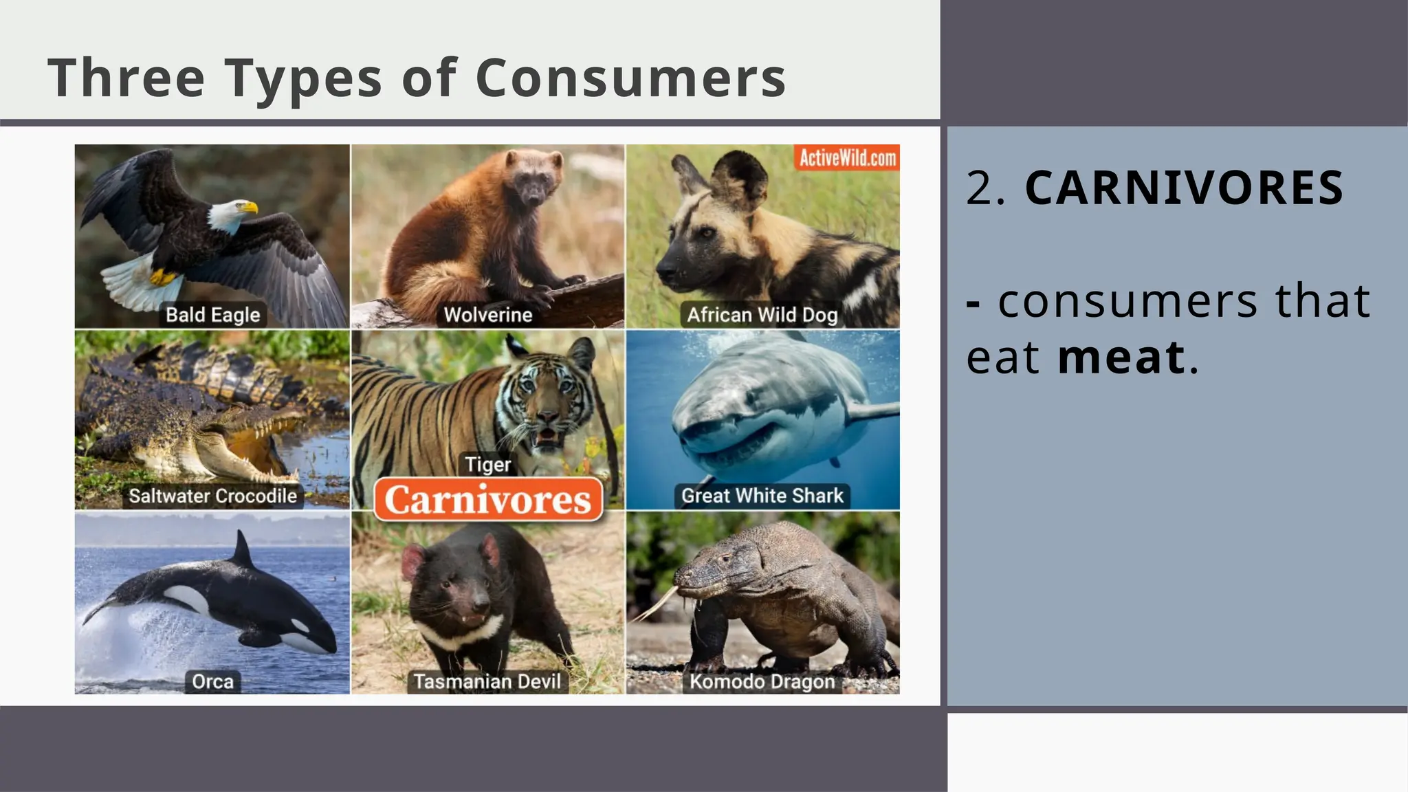2. CARNIVORES
- consumers that
eat meat.
Three Types of Consumers
 