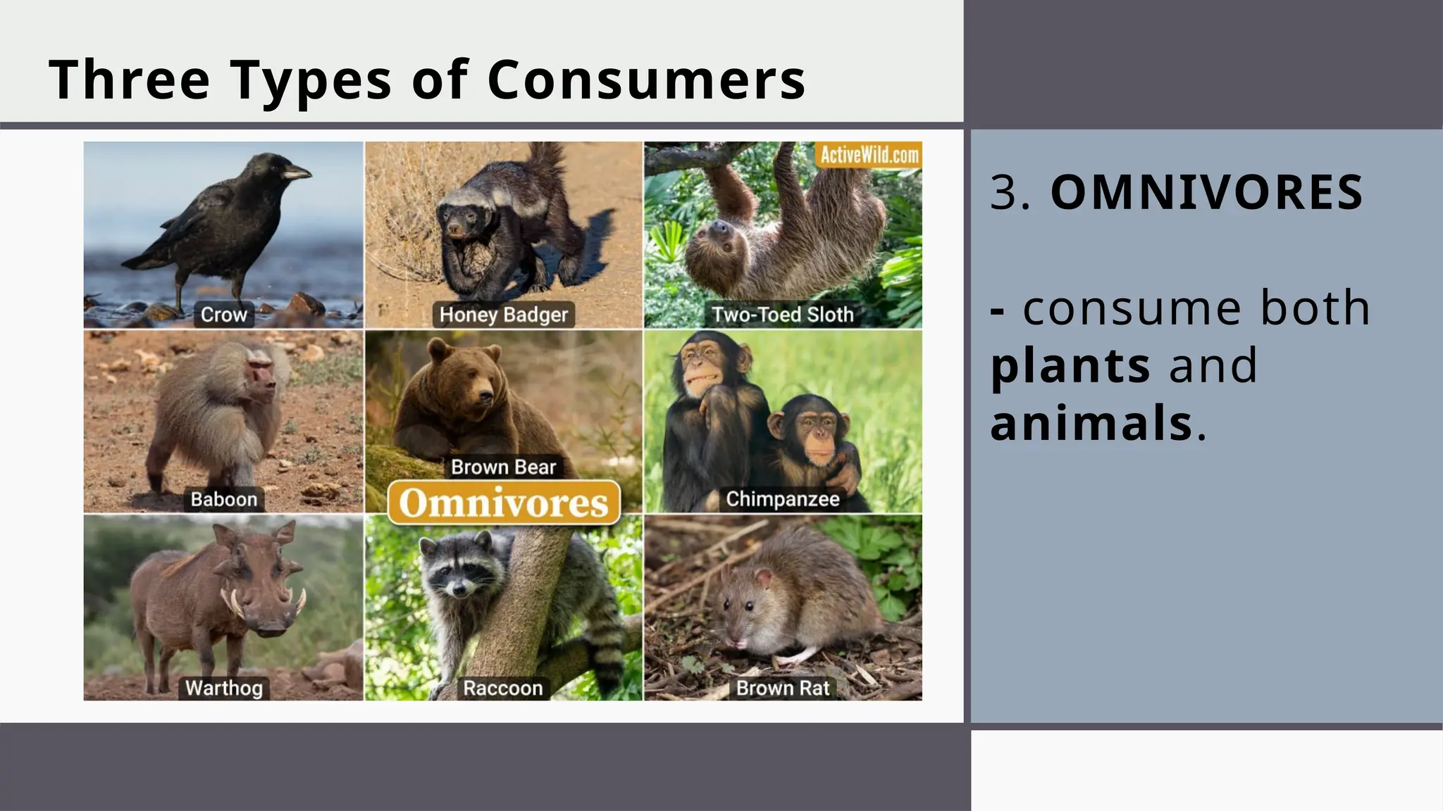 3. OMNIVORES
- consume both
plants and
animals.
Three Types of Consumers
 