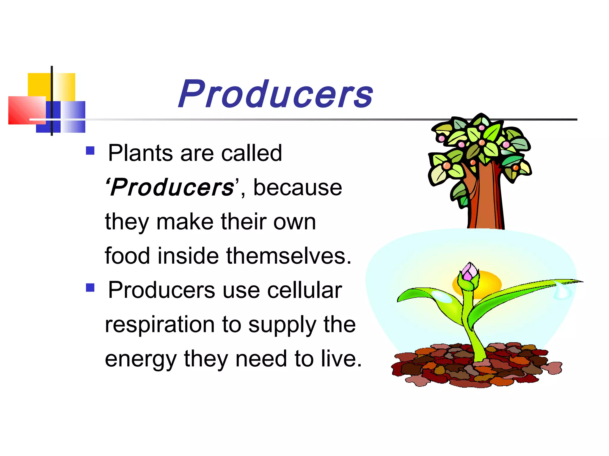 Energy flow in ecosystem PPT
