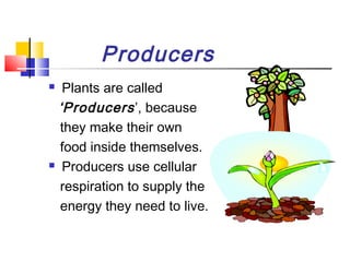 Producers
 Plants are called
‘Producers’, because
they make their own
food inside themselves.
 Producers use cellular
respiration to supply the
energy they need to live.
 