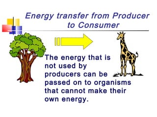 The energy that is
not used by
producers can be
passed on to organisms
that cannot make their
own energy.
Energy transfer from Producer
to Consumer
 