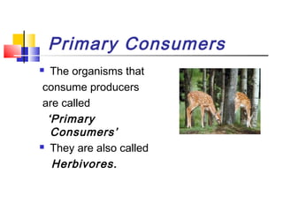 Primary Consumers
 The organisms that
consume producers
are called
‘Primary
Consumers’
 They are also called
Herbivores.
 