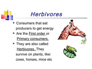 Herbivores
 Consumers that eat
producers to get energy
 Are the First order or
Primary consumers.
 They are also called
Herbivores. They
survive on plants, like:
cows, horses, mice etc
 