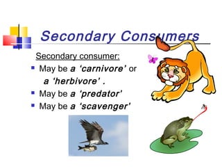 Secondary Consumers
Secondary consumer:
 May be a ‘carnivore’ or
a ‘herbivore’ .
 May be a ‘predator’
 May be a ‘scavenger’
 