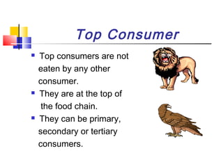 Top Consumer
 Top consumers are not
eaten by any other
consumer.
 They are at the top of
the food chain.
 They can be primary,
secondary or tertiary
consumers.
 