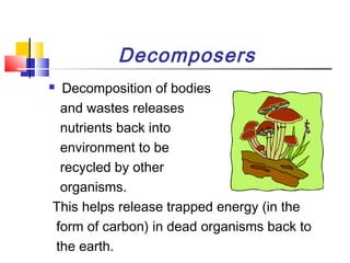 Decomposers
 Decomposition of bodies
and wastes releases
nutrients back into
environment to be
recycled by other
organisms.
This helps release trapped energy (in the
form of carbon) in dead organisms back to
the earth.
 