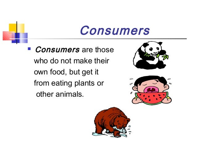 Examples Of Organisms That Make Their Own Food Examples Of Organisms That Make Their Own Food