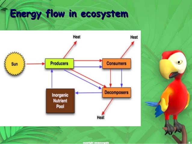 Energy flow in ecosystem