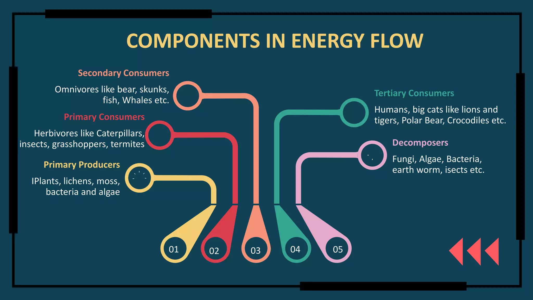 01 02 03 04 05
Primary Producers
IPlants, lichens, moss,
bacteria and algae
Decomposers
Fungi, Algae, Bacteria,
earth worm, isects etc.
Primary Consumers
Herbivores like Caterpillars,
insects, grasshoppers, termites
Secondary Consumers
Omnivores like bear, skunks,
fish, Whales etc.
Tertiary Consumers
Humans, big cats like lions and
tigers, Polar Bear, Crocodiles etc.
COMPONENTS IN ENERGY FLOW
 
