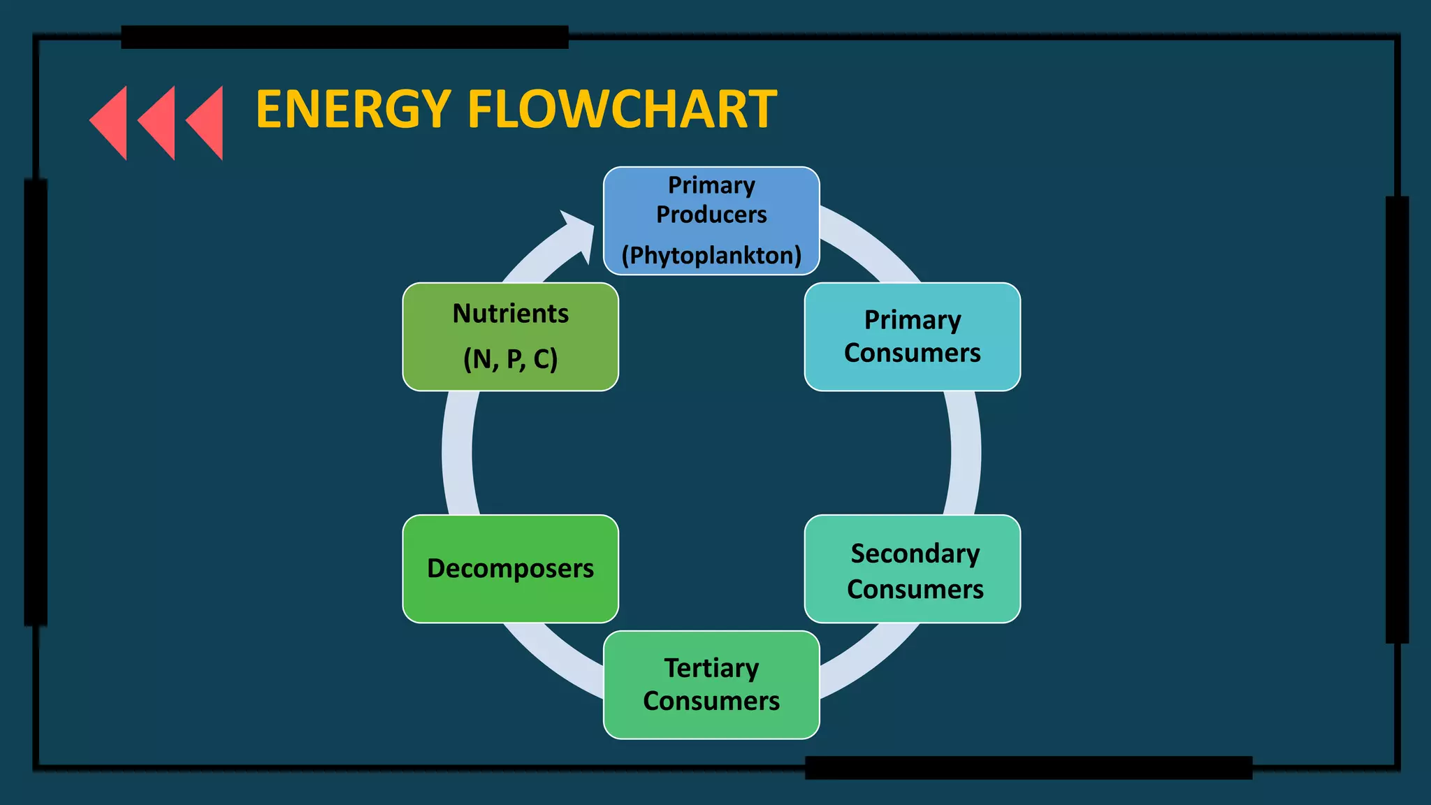 ENERGY FLOWCHART
Primary
Producers
(Phytoplankton)
Primary
Consumers
Tertiary
Consumers
Decomposers
Nutrients
(N, P, C)
Secondary
Consumers
 