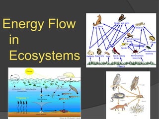 Energy Flow
in
Ecosystems
 