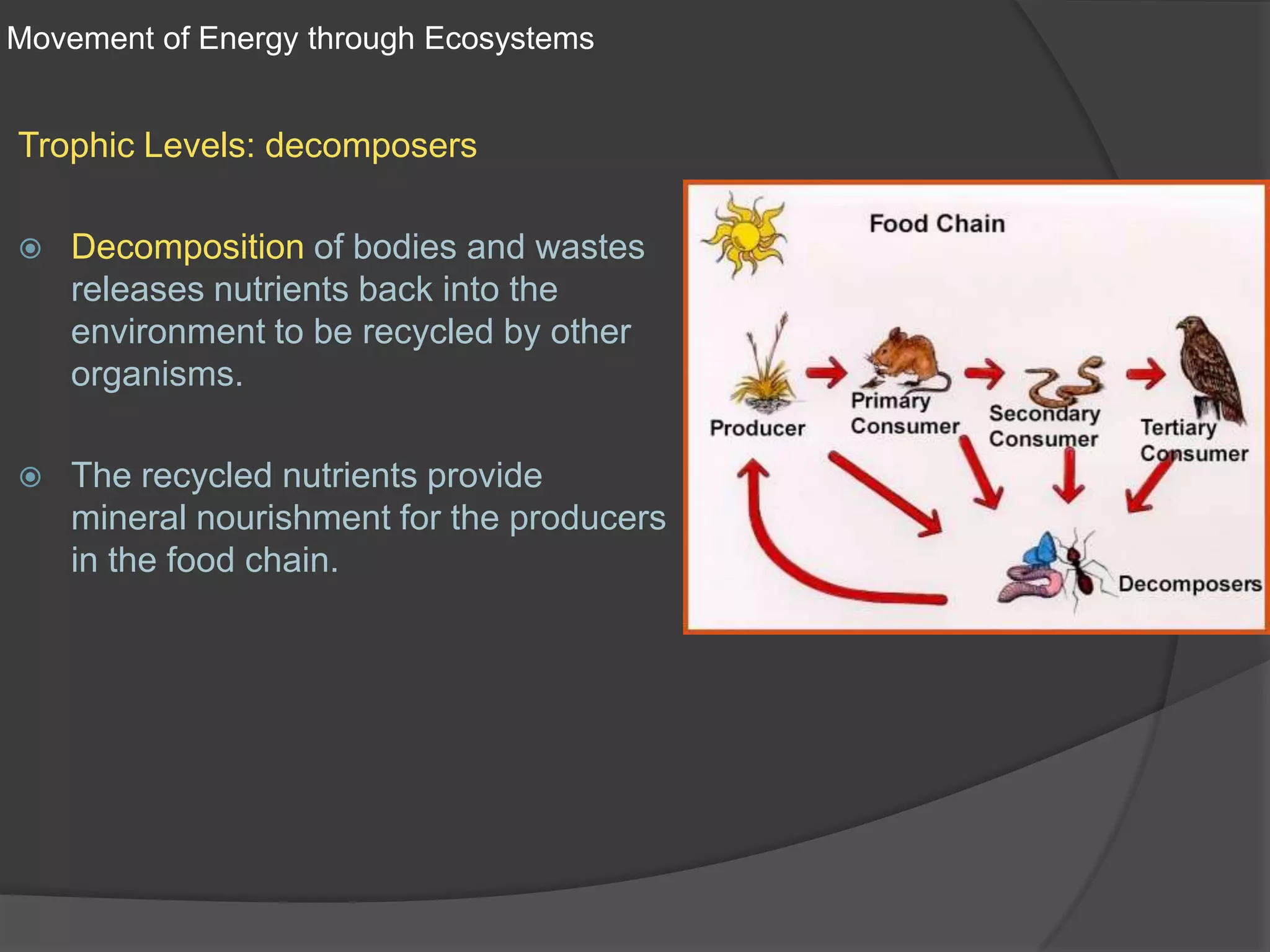 Movement of Energy through EcosystemsTrophic Levels: decomposersDecomposition of bodies and wastes releases nutrients back into the environment to be recycled by other organisms. The recycled nutrients provide  mineral nourishment for the producers in the food chain.