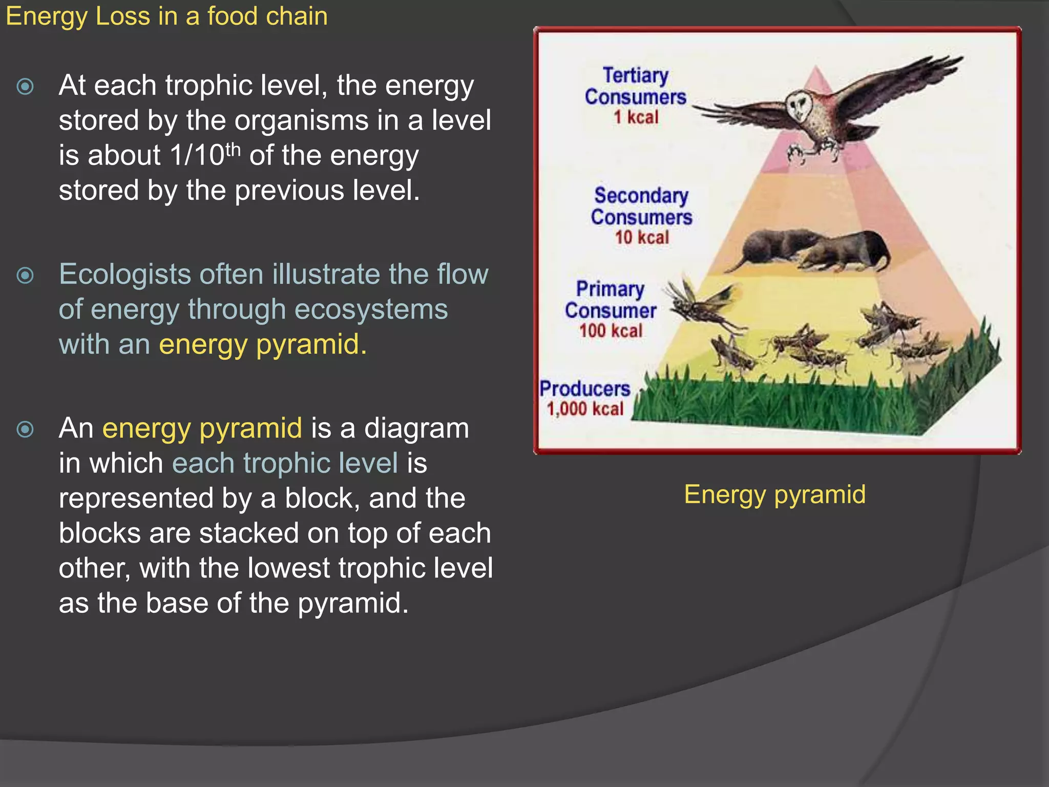 Energy Loss in a food chainAt each trophic level, the energy stored by the organisms in a level is about 1/10th of the energy stored by the previous level.Ecologists often illustrate the flow of energy through ecosystems with an energy pyramid.An energy pyramid is a diagram in which each trophic level is represented by a block, and the blocks are stacked on top of each other, with the lowest trophic level as the base of the pyramid.Energy pyramid
