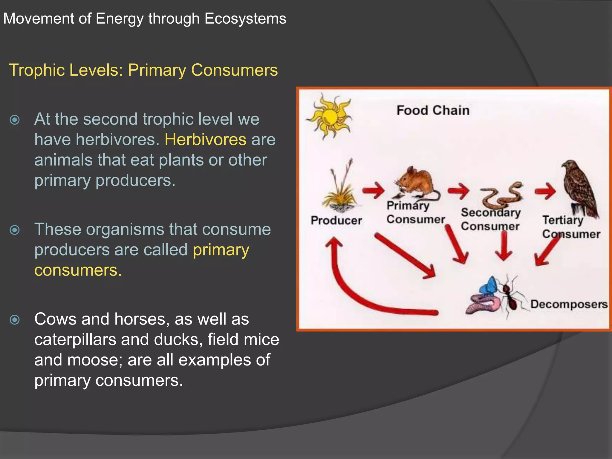Movement of Energy through EcosystemsTrophic Levels: Primary ConsumersAt the second trophic level we have herbivores. Herbivores are animals that eat plants or other primary producers.These organisms that consume producers are called primary consumers.Cows and horses, as well as caterpillars and ducks, field mice and moose; are all examples of primary consumers.