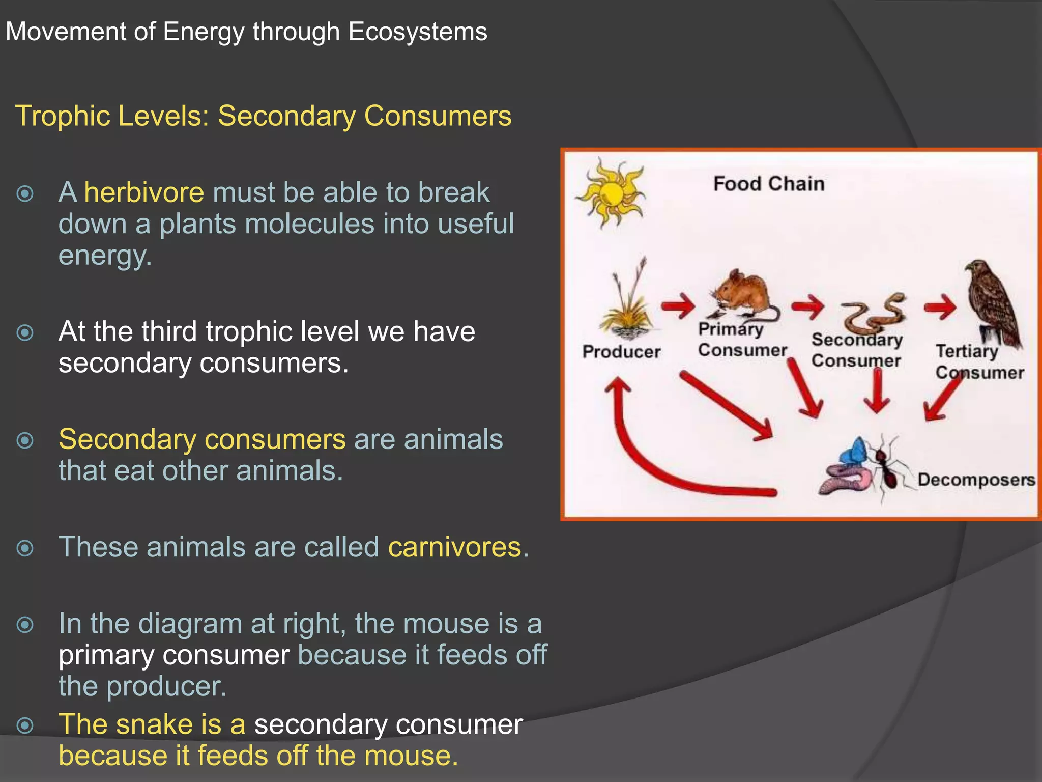 Movement of Energy through EcosystemsTrophic Levels: Secondary ConsumersA herbivore must be able to break down a plants molecules into useful energy.At the third trophic level we have secondary consumers.Secondary consumers are animals that eat other animals. These animals are called carnivores.In the diagram at right, the mouse is a primary consumer because it feeds off the producer. The snake is a secondary consumer because it feeds off the mouse.