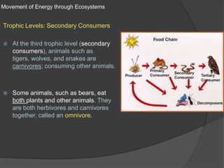 Movement of Energy through EcosystemsTrophic Levels: Secondary ConsumersAt the third trophic level (secondary consumers), animals such as tigers, wolves, and snakes are carnivores; consuming other animals.Some animals, such as bears, eat both plants and other animals. They are both herbivores and carnivores together, called an omnivore.