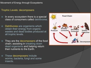 Movement of Energy through EcosystemsTrophic Levels: decomposersIn every ecosystem there is a special class of consumers called detritivores.Detritivoresare organisms which obtain their energy from organic wastes and dead bodies produced at all trophic levels.They are the decomposers of the food chain; assisting in breaking down dead organisms and helping return their nutrients to the Earth.These decomposers include worms, bacteria, fungi and some insects. 