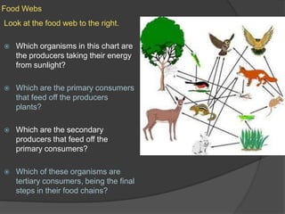 Food WebsLook at the food web to the right.Which organisms in this chart are the producers taking their energy from sunlight?Which are the primary consumers that feed off the producers plants?Which are the secondary producers that feed off the primary consumers?Which of these organisms are tertiary consumers, being the final steps in their food chains?