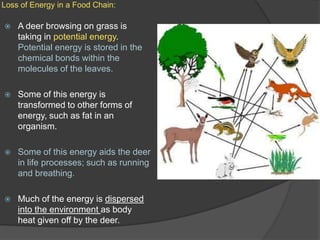 Loss of Energy in a Food Chain:A deer browsing on grass is taking in potential energy. Potential energy is stored in the chemical bonds within the molecules of the leaves.Some of this energy is transformed to other forms of energy, such as fat in an organism.Some of this energy aids the deer in life processes; such as running and breathing.Much of the energy is dispersed into the environment as body heat given off by the deer.