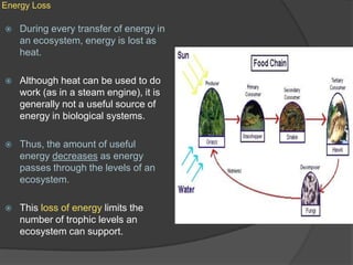 Energy LossDuring every transfer of energy in an ecosystem, energy is lost as heat.Although heat can be used to do work (as in a steam engine), it is generally not a useful source of energy in biological systems.Thus, the amount of useful energy decreases as energy passes through the levels of an ecosystem.This loss of energy limits the number of trophic levels an ecosystem can support.