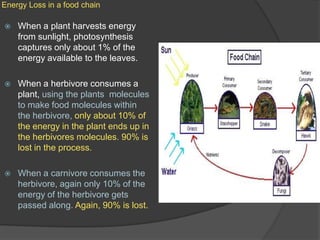 Energy Loss in a food chainWhen a plant harvests energy from sunlight, photosynthesis captures only about 1% of the energy available to the leaves. When a herbivore consumes a plant, using the plants  molecules to make food molecules within the herbivore, only about 10% of the energy in the plant ends up in the herbivores molecules. 90% is lost in the process.When a carnivore consumes the herbivore, again only 10% of the energy of the herbivore gets passed along. Again, 90% is lost.