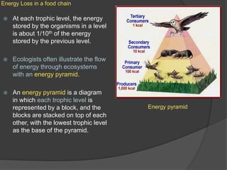 Energy Loss in a food chainAt each trophic level, the energy stored by the organisms in a level is about 1/10th of the energy stored by the previous level.Ecologists often illustrate the flow of energy through ecosystems with an energy pyramid.An energy pyramid is a diagram in which each trophic level is represented by a block, and the blocks are stacked on top of each other, with the lowest trophic level as the base of the pyramid.Energy pyramid