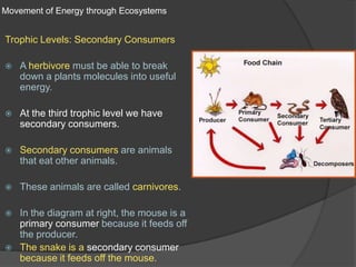 Movement of Energy through EcosystemsTrophic Levels: Secondary ConsumersA herbivore must be able to break down a plants molecules into useful energy.At the third trophic level we have secondary consumers.Secondary consumers are animals that eat other animals. These animals are called carnivores.In the diagram at right, the mouse is a primary consumer because it feeds off the producer. The snake is a secondary consumer because it feeds off the mouse.