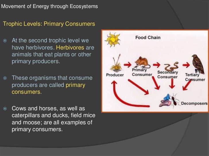 energy flow in ecosystems sun movement chart