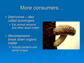More consumers… Detrivores  – also called scavengers Eat animal remains and other dead matter Decomposers  -  break down organic matter  Include bacteria and some fungus 