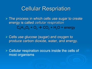 Cellular Respriation The process in which cells use sugar to create energy is called  cellular respiration C 6 H 12 O 6  + O 2     CO 2  + H 2 O + energy Cells use glucose (sugar) and oxygen to produce carbon dioxide, water, and energy. Cellular respiration occurs inside the cells of most organisms 