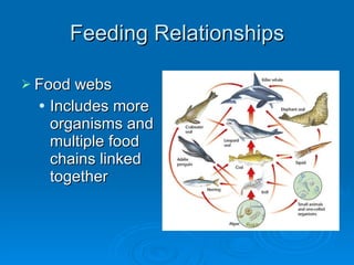Feeding Relationships Food webs Includes more organisms and multiple food chains linked together 