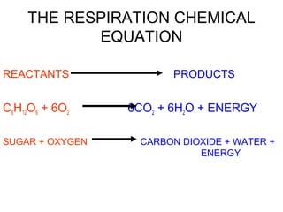 Energy flow in_the_cell_presentation_teacher_version | PPT