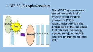 1. ATP-PC (PhosphoCreatine)
• The ATP-PC system uses a
stored molecule in the
muscle called creatine
phosphate (CP) to
resynthesise ATP. It is the
breakdown of this molecule
that releases the energy
needed to rejoin the ADP
and free phosphate to form
ATP.
 