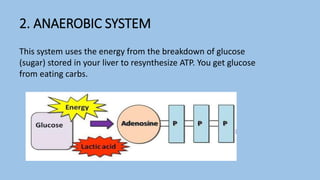 2. ANAEROBIC SYSTEM
This system uses the energy from the breakdown of glucose
(sugar) stored in your liver to resynthesize ATP. You get glucose
from eating carbs.
 