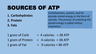 SOURCES OF ATP
1. Carbohydrates
2. Protein
3. Fats
1 gram of Carb = 4 calories = 38 ATP
1 gram of Protein = 4 calories = 38 ATP
1 gram of Fat = 9 calories = 86 ATP
Carbohydrates, protein, and fat
provide stored energy in the form of
calories. The process of unlocking this
stored energy is called cellular
respiration.
 