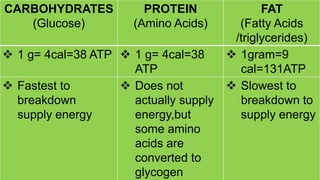 CARBOHYDRATES
(Glucose)
PROTEIN
(Amino Acids)
FAT
(Fatty Acids
/triglycerides)
 1 g= 4cal=38 ATP  1 g= 4cal=38
ATP
 1gram=9
cal=131ATP
 Fastest to
breakdown
supply energy
 Does not
actually supply
energy,but
some amino
acids are
converted to
glycogen
 Slowest to
breakdown to
supply energy
 
