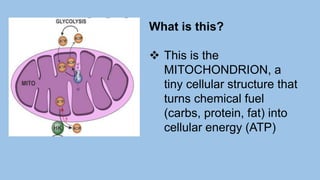 What is this?
 This is the
MITOCHONDRION, a
tiny cellular structure that
turns chemical fuel
(carbs, protein, fat) into
cellular energy (ATP)
 